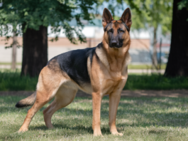 When To Neuter German Shepherd? When To Neuter German Shepherd?