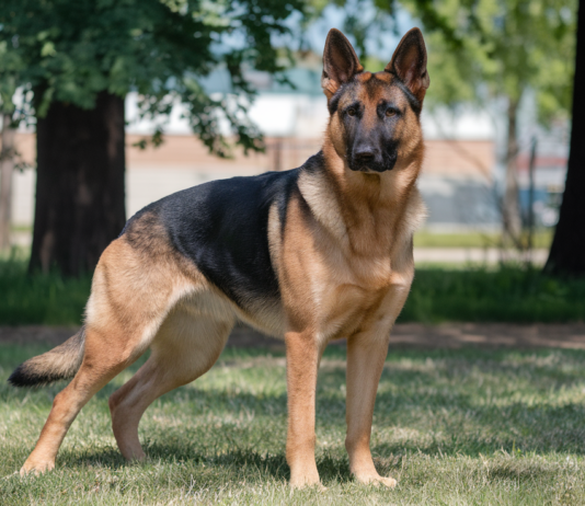 When To Neuter German Shepherd? When To Neuter German Shepherd?