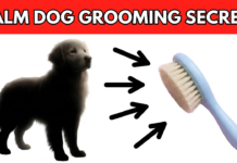 Grooming Anxious Dogs Without the Stress Grooming Anxious Dogs Without the Stress