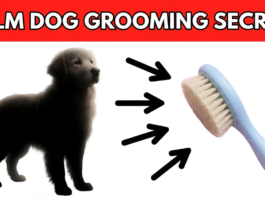 Grooming Anxious Dogs Without the Stress Grooming Anxious Dogs Without the Stress
