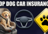 Best Car Insurance Options for Dog Owners in 2026: Protect Your Pup on the Road Best Car Insurance Options for Dog Owners