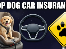 Best Car Insurance Options for Dog Owners in 2026: Protect Your Pup on the Road Best Car Insurance Options for Dog Owners