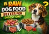 Is Raw Dog Food Better for Digestion? Is Raw Dog Food Better for Digestion?