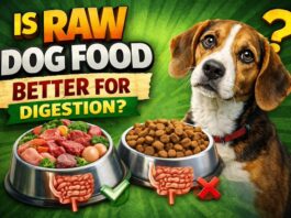 Is Raw Dog Food Better for Digestion? Is Raw Dog Food Better for Digestion?