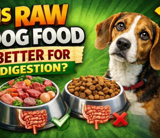 Is Raw Dog Food Better for Digestion? Is Raw Dog Food Better for Digestion?