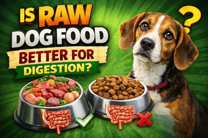 Is Raw Dog Food Better for Digestion?