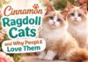 Cinnamon Ragdoll Cats and Why People Love Them Cinnamon Ragdoll Cats and Why People Love Them