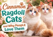 Cinnamon Ragdoll Cats and Why People Love Them Cinnamon Ragdoll Cats and Why People Love Them