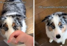 Patient Dog Waited 6 Months for Baby to Finally Sneak Her Food – Heartwarming Friendship Goals Patient Dog Waited 6 Months for Baby to Finally Sneak Her Food – Heartwarming Friendship Goals