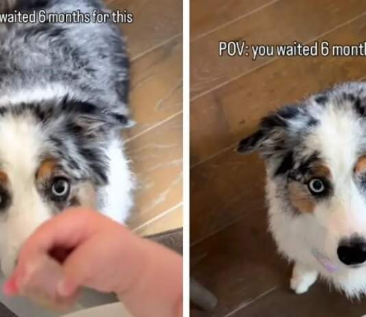 Patient Dog Waited 6 Months for Baby to Finally Sneak Her Food – Heartwarming Friendship Goals Patient Dog Waited 6 Months for Baby to Finally Sneak Her Food – Heartwarming Friendship Goals