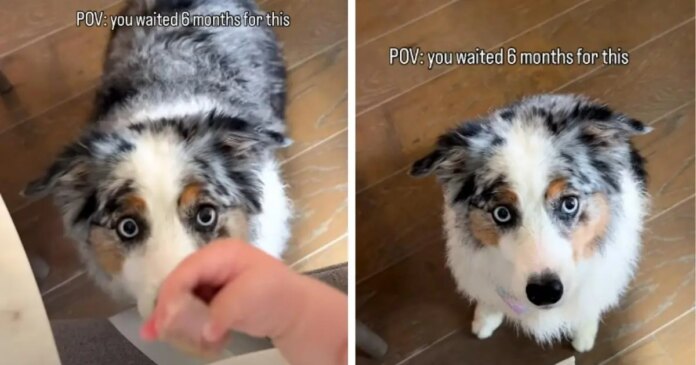 Patient Dog Waited 6 Months for Baby to Finally Sneak Her Food – Heartwarming Friendship Goals Patient Dog Waited 6 Months for Baby to Finally Sneak Her Food – Heartwarming Friendship Goals