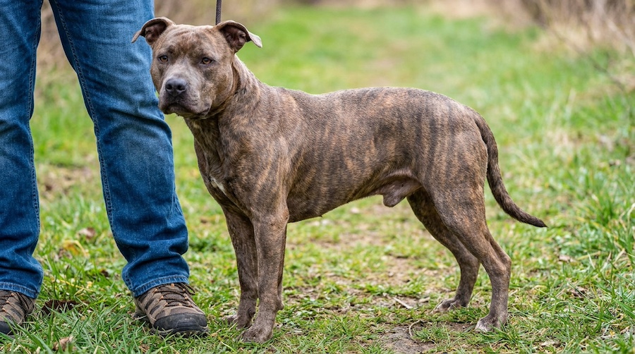 Average_Adult_Pitbull_Size_202605252309-4