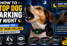 How to Stop Dog Barking at Night: Training Tips + Best Bark Collars for Quick Results How to Stop Dog Barking at Night: Training Tips + Best Bark Collars for Quick Results