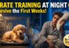 Crate Training a Puppy at Night: How to Survive the First Weeks Without Crying Crate Training a Puppy at Night