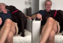 Jealous Dog Knocks Dad’s Glasses Off After He Talks to Little Brother – Hilarious Reaction Goes Viral Jealous Dog Knocks Dad’s Glasses Off After He Talks to Little Brother – Hilarious Reaction Goes Viral