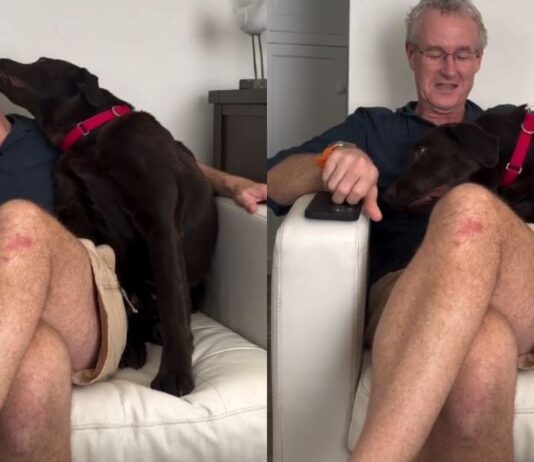 Jealous Dog Knocks Dad’s Glasses Off After He Talks to Little Brother – Hilarious Reaction Goes Viral Jealous Dog Knocks Dad’s Glasses Off After He Talks to Little Brother – Hilarious Reaction Goes Viral