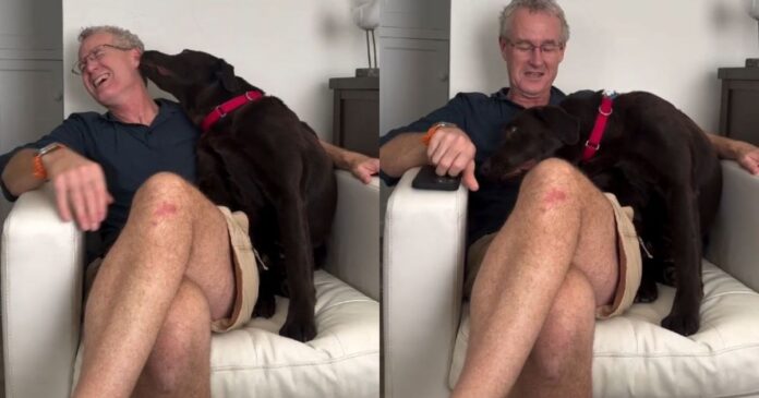 Jealous Dog Knocks Dad’s Glasses Off After He Talks to Little Brother – Hilarious Reaction Goes Viral Jealous Dog Knocks Dad’s Glasses Off After He Talks to Little Brother – Hilarious Reaction Goes Viral