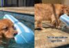 Dog Loves To Hold on To Tag of ‘Pool Noodle’ While Swimming