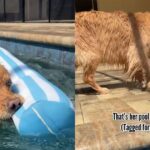 Dog Loves To Hold on To Tag of ‘Pool Noodle’ While Swimming