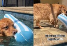 Dog Loves To Hold on To Tag of ‘Pool Noodle’ While Swimming