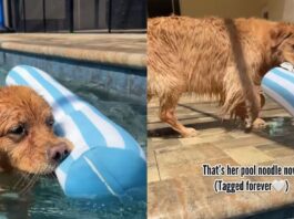 Dog Loves To Hold on To Tag of ‘Pool Noodle’ While Swimming