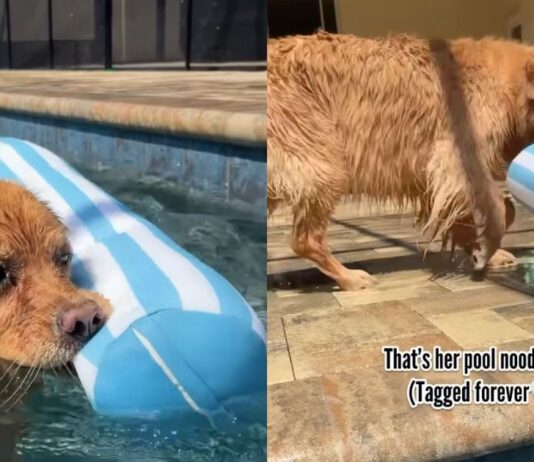 Dog Loves To Hold on To Tag of ‘Pool Noodle’ While Swimming