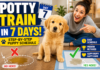 How to Potty Train a Puppy in 7 Days: Step-by-Step Schedule for First-Time Owners How to Potty Train a Puppy in 7 Days: Step-by-Step Schedule for First-Time Owners