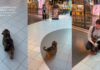 Tiny Dog Has Best Reaction When She Picks up Dad From Airport