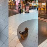 Tiny Dog Has Best Reaction When She Picks up Dad From Airport