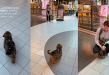Tiny Dog Has Best Reaction When She Picks up Dad From Airport