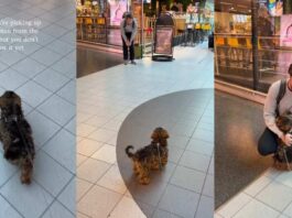 Tiny Dog Has Best Reaction When She Picks up Dad From Airport