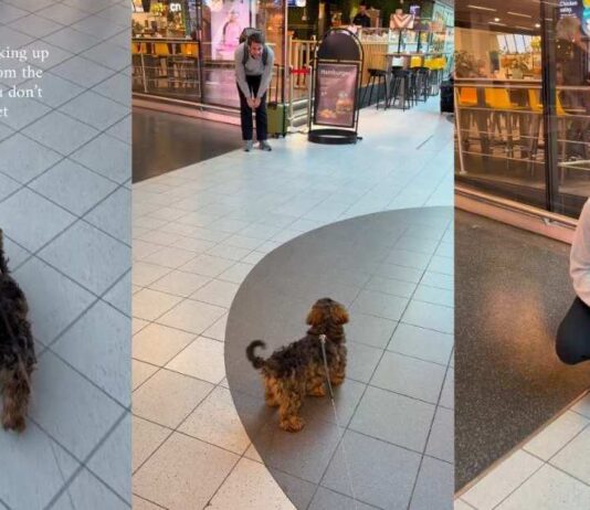 Tiny Dog Has Best Reaction When She Picks up Dad From Airport