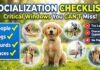 Puppy Socialization Checklist: Critical Windows, Exposures, and Common Mistakes to Avoid Puppy Socialization Checklist: Critical Windows, Exposures, and Common Mistakes to Avoid