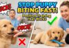 How to Stop Puppy Biting and Nipping: Positive Techniques That Work Fast How to Stop Puppy Biting and Nipping: Positive Techniques That Work Fast