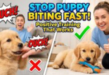 How to Stop Puppy Biting and Nipping: Positive Techniques That Work Fast How to Stop Puppy Biting and Nipping: Positive Techniques That Work Fast