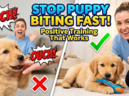 How to Stop Puppy Biting and Nipping: Positive Techniques That Work Fast How to Stop Puppy Biting and Nipping: Positive Techniques That Work Fast