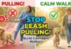 Leash Training a Puppy: How to Stop Pulling and Build Confident Walkers Leash Training a Puppy: How to Stop Pulling and Build Confident Walkers