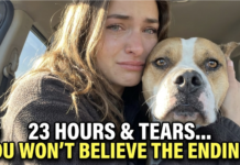 Heartwarming Rescue Dog Adoption Story: Siggi Finds Her Forever Home After a Tearful 23-Hour Journey with Foster Mom Heartwarming Rescue Dog Adoption Story: Siggi Finds Her Forever Home After a Tearful 23-Hour Journey with Foster Mom
