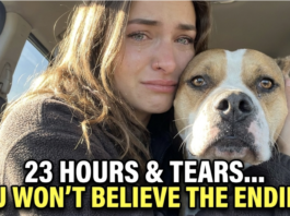 Heartwarming Rescue Dog Adoption Story: Siggi Finds Her Forever Home After a Tearful 23-Hour Journey with Foster Mom Heartwarming Rescue Dog Adoption Story: Siggi Finds Her Forever Home After a Tearful 23-Hour Journey with Foster Mom