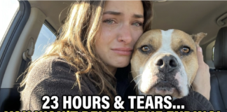 Heartwarming Rescue Dog Adoption Story: Siggi Finds Her Forever Home After a Tearful 23-Hour Journey with Foster Mom Heartwarming Rescue Dog Adoption Story: Siggi Finds Her Forever Home After a Tearful 23-Hour Journey with Foster Mom