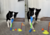 Smart Border Collie Aces Indoor Mini Golf Game – Viral Video Will Amaze You Smart Border Collie Aces Indoor Mini Golf Game – Viral Video Will Amaze You