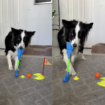 Smart Border Collie Aces Indoor Mini Golf Game – Viral Video Will Amaze You Smart Border Collie Aces Indoor Mini Golf Game – Viral Video Will Amaze You