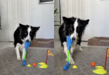 Smart Border Collie Aces Indoor Mini Golf Game – Viral Video Will Amaze You Smart Border Collie Aces Indoor Mini Golf Game – Viral Video Will Amaze You