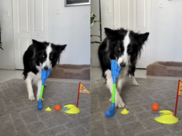 Smart Border Collie Aces Indoor Mini Golf Game – Viral Video Will Amaze You Smart Border Collie Aces Indoor Mini Golf Game – Viral Video Will Amaze You