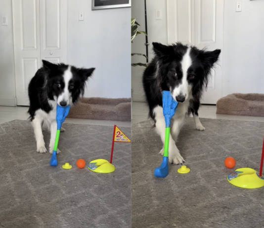 Smart Border Collie Aces Indoor Mini Golf Game – Viral Video Will Amaze You Smart Border Collie Aces Indoor Mini Golf Game – Viral Video Will Amaze You