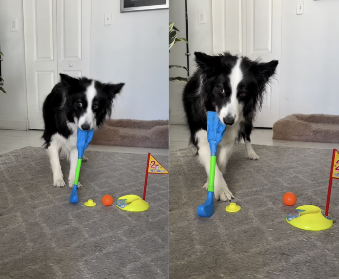 Smart Border Collie Aces Indoor Mini Golf Game – Viral Video Will Amaze You