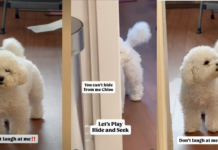 Tiny Dog Stomps Her Paw After Mom Laughs at Her Hiding Skills – The Funniest Tantrum Ever Tiny Dog Stomps Her Paw After Mom Laughs at Her Hiding Skills – The Funniest Tantrum Ever