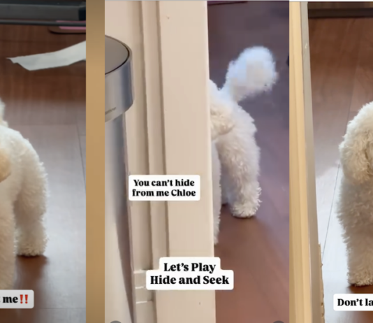 Tiny Dog Stomps Her Paw After Mom Laughs at Her Hiding Skills – The Funniest Tantrum Ever Tiny Dog Stomps Her Paw After Mom Laughs at Her Hiding Skills – The Funniest Tantrum Ever