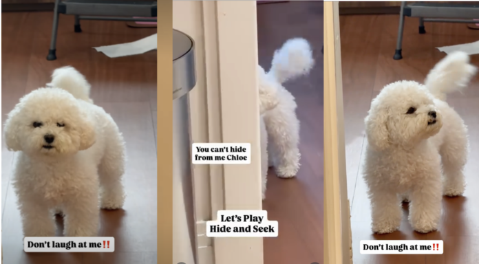 Tiny Dog Stomps Her Paw After Mom Laughs at Her Hiding Skills – The Funniest Tantrum Ever