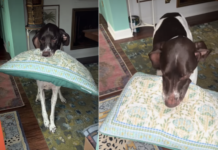 Dog Breaks Into Happy Wiggles While Greeting Owner With Pillow in Mouth – Pure Joy Overload! Dog Breaks Into Happy Wiggles While Greeting Owner With Pillow in Mouth